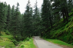 Road to Jageshwar